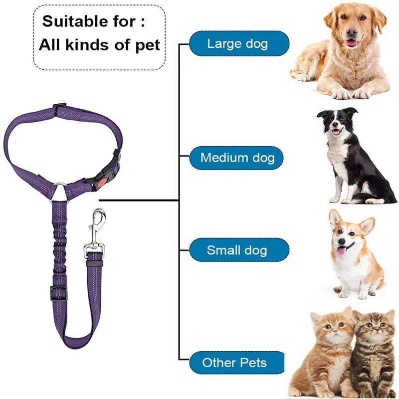 1-in-2 safety strap leash