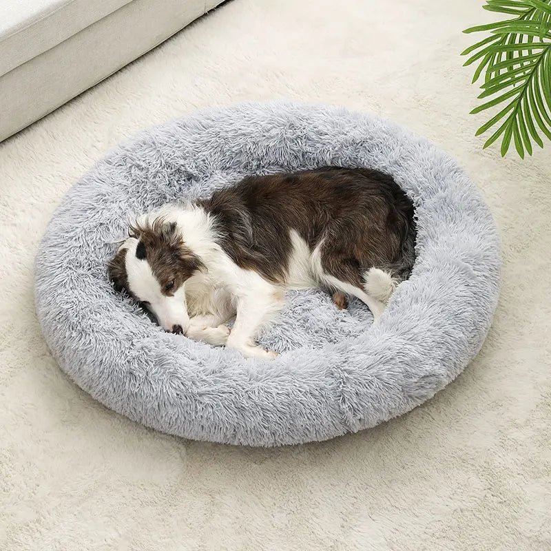 cloud bed